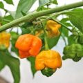 7 Pot yellow Chili Samen
