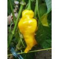 Monkey Face Chili Samen