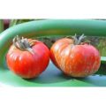 Feuerwerk Tomaten Samen