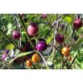Pretty in Purple Chili Samen