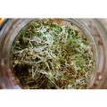 Alfalfa Samen