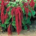 Amaranth Red Samen