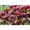 Amaranth Red Army Samen