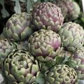 Artischocke Violetta di Chioggia Samen