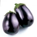Aubergine Black Beauty Samen