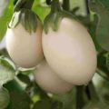 Aubergine Ivory Samen