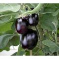 Aubergine Jackpot Samen