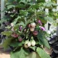 Aubergine Pinstripe Samen