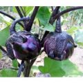 Aubergine Violetta di Firenze Samen