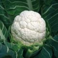 Blumenkohl Aalsmeer Samen