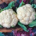 Blumenkohl Snowball Samen