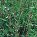 Bohnenkraut Savory Summer Samen