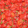 Trinidad Scorpion rot Chili frisch 100g