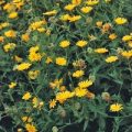 Calendula Samen