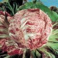 Chicoree Variegata di Chioggia Samen