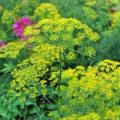 Dill Bouquet Samen