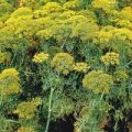 Dill Fernleaf Samen