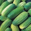 Einlegegurke Gherkin National Samen