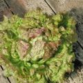 Eisbergsalat Red Stripped Samen