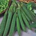 Erbsen Douce Provence Samen