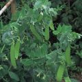 Erbsen Oregon Sugar Pod Samen