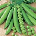 Erbsen Pea Meteor Samen