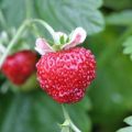 Erdbeere Mignonette Samen