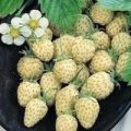 Erdbeere Yellow Wonder Samen