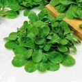 Feldsalat Verte de Cambrai Samen