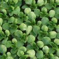 Feldsalat Vit Samen