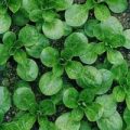 Feldsalat Samen