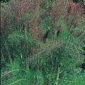 Bronze-Fenchel Samen