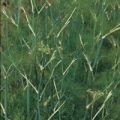 Fenchel Samen