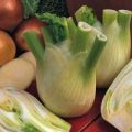 Fenchel Sweet Florence Samen
