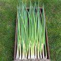 Frühlingszwiebel Ishikura Bunching Samen