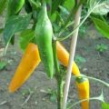 Bulgarian Carrot Orange Chili Samen
