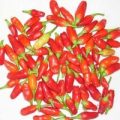 Variegata Chili Samen