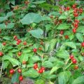 Chiltepin Chili Samen