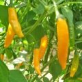 Criolla Sella Chili Samen