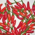 Hot Anika Chili Samen