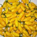 Beni Highland Chili Samen