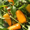 Yellow Dwarf Chili Samen
