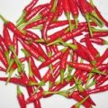 Wildsorte Bolivian Chili Samen