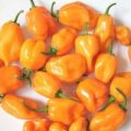 Habanero Orange Chili Samen