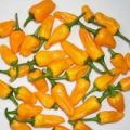 Hinklehatz Yellow Chili Samen
