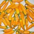Aji Golden Chili Samen