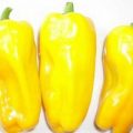 Petit Marseillais Chili Samen