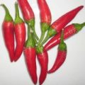 Hanoi Red Chili Samen