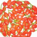 Inca Red Drop Chili Samen