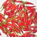 Wildsorte Mexico Chili Samen